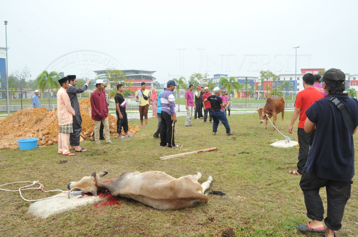 PRO15 150 KORBAN HAS 6824